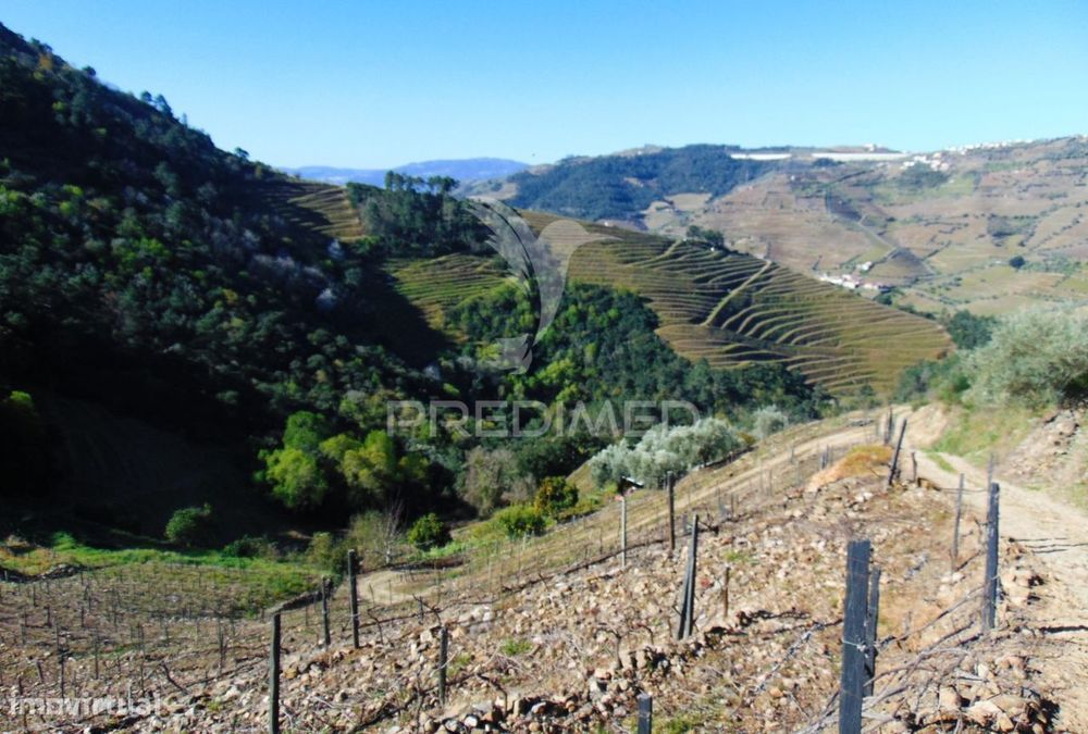 Propriedade c/ Vinha e Olival em Abaças / Vila Real