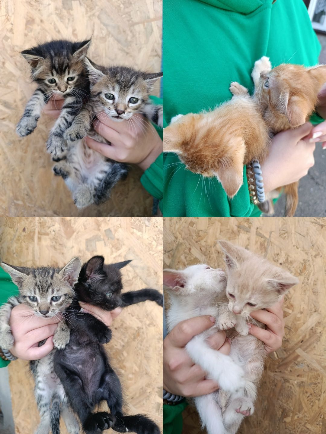 Котики в добрі руки