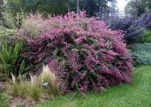 LESPEDEZA KRZEWIASTA - sadzonki w doniczkach !