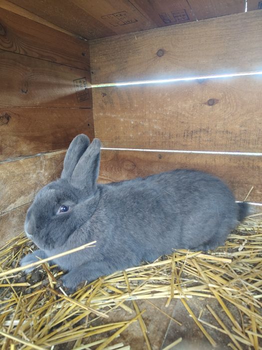 Samiczka wiedeńska niebieska