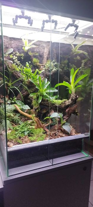 Terrarium bioaktywne dla gekona orzęsionego 40x40x60 ( Exotic Leszno )