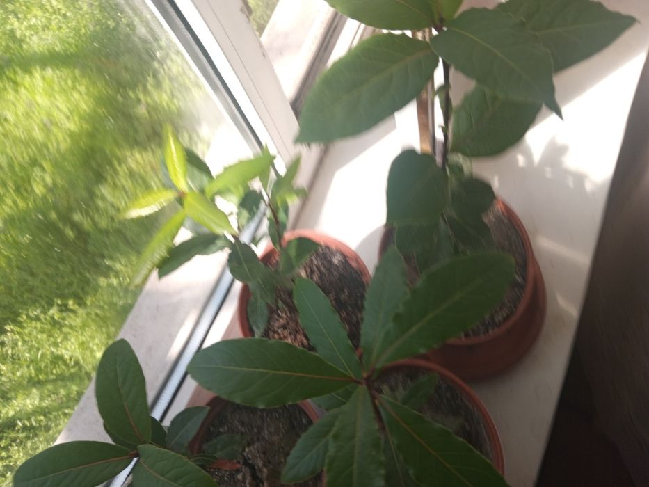 Продам лавровый саженец