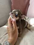 Samiec czekoladowy chihuahua