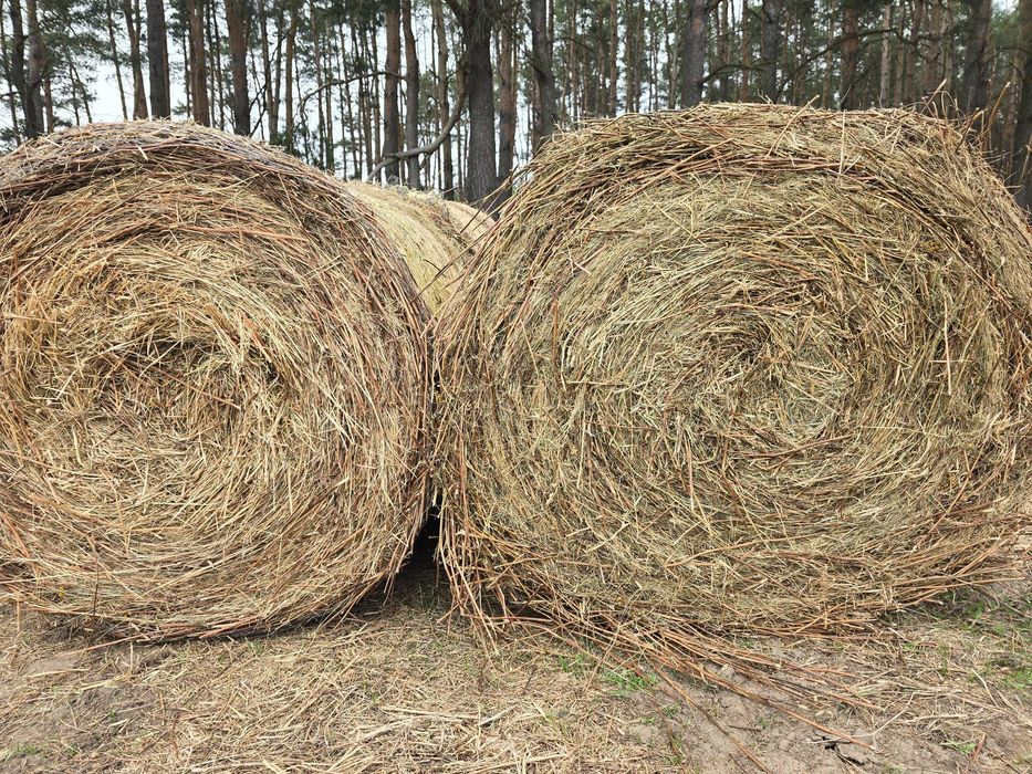 Siano - ściółka do bydla