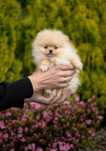 Pomeranian Szpic Miniaturowy