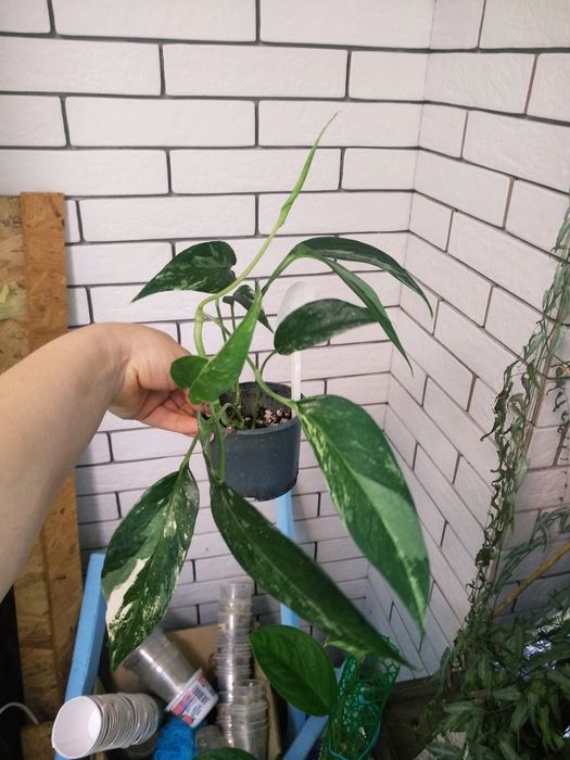 епіпремнум pinnatum marbl,  pinnatum albo, Njoy, хеппі ліф, золотист