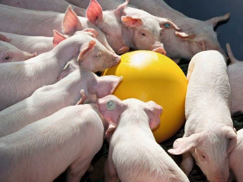 Piłka zabawka antystresowa KERBL Ø 30 dla prosiąt , świń