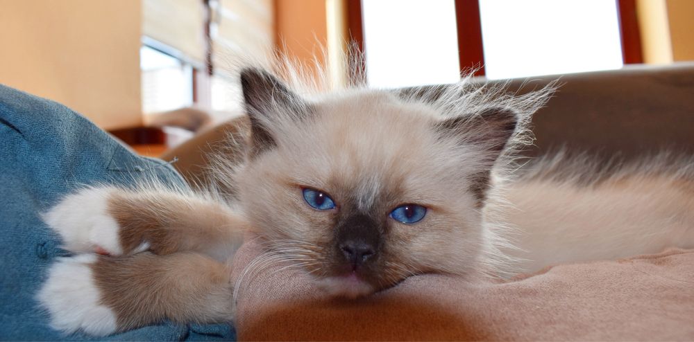 Ragdoll kotka Ragdoll kocurek FPL