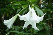 DATURA stramonium, nasiona, bieluń 10 zł za 100 nasion
