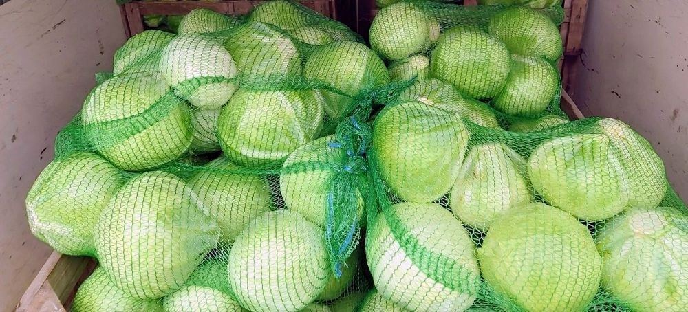 Kapusta, Kapusta biała na kiszenie