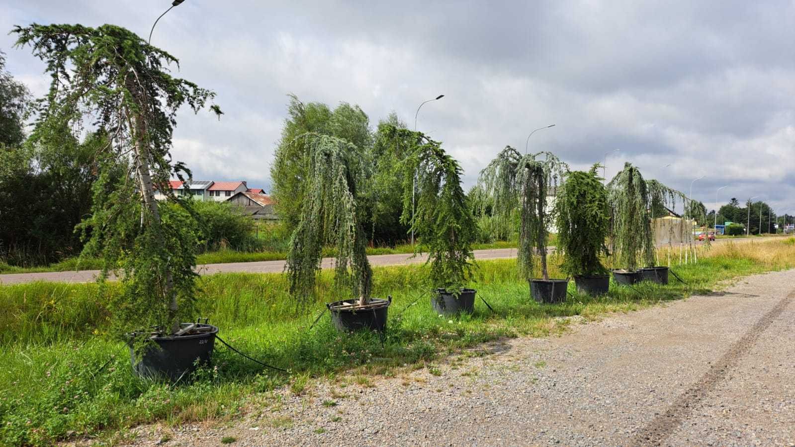 CEDR Atlaski  'pendula'