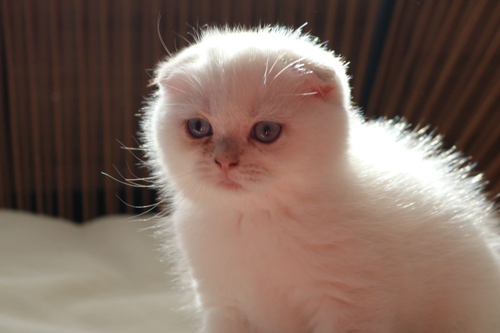 Um gatinho scottish fold pointe