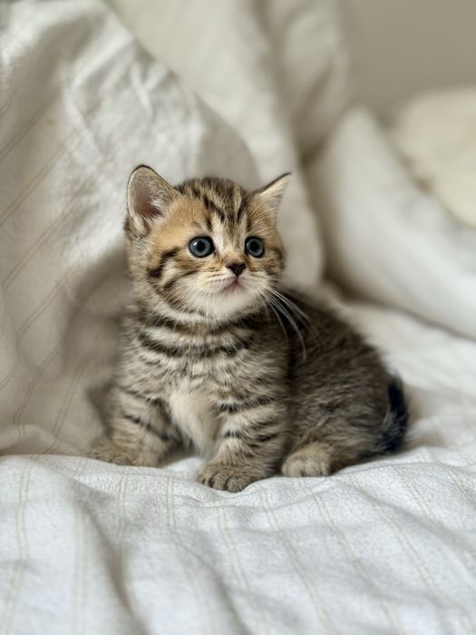 Дівчинка манчкін