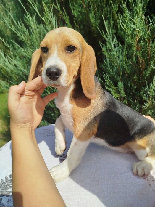 Beagle suczka tel.-5.7.5.3.0.2.0.3.9.