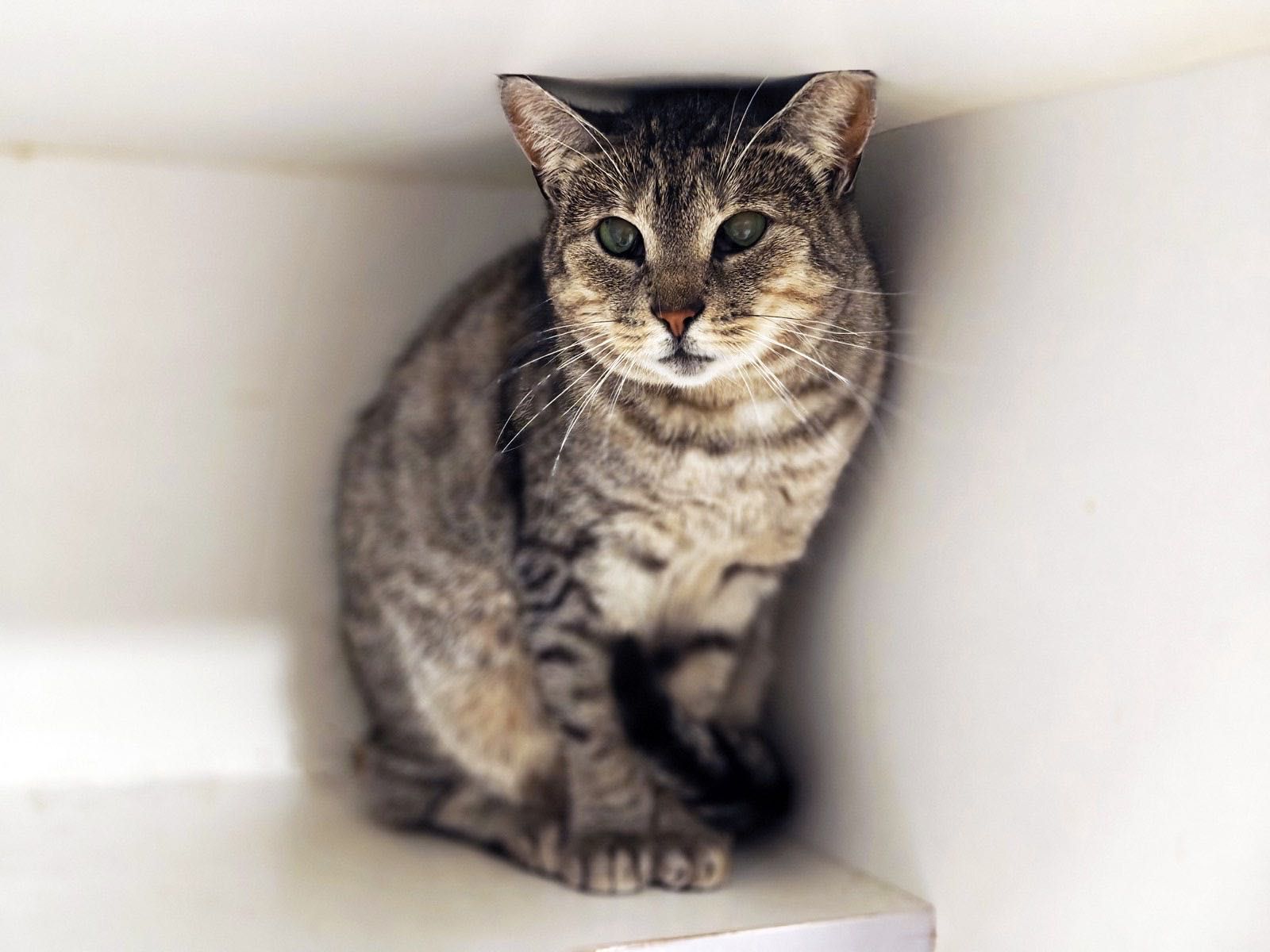 Милая Асти! 1.5 года, стерилизована (кот, кошка, котенок)