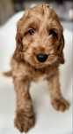 Cockapoo F1 chłopak