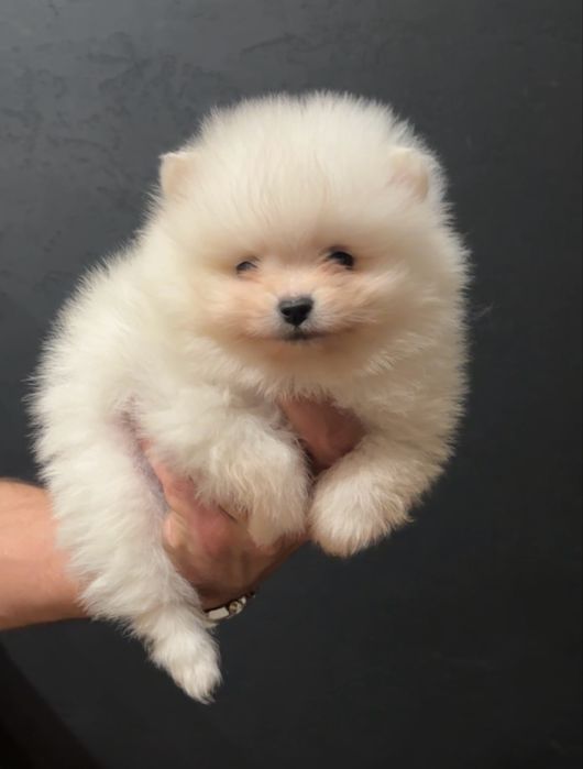Szpic miniaturowy pomeranian bialy chlopczyk piesek malutki