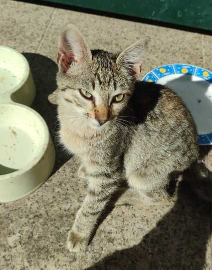 Dão-se Gatas 2 meses