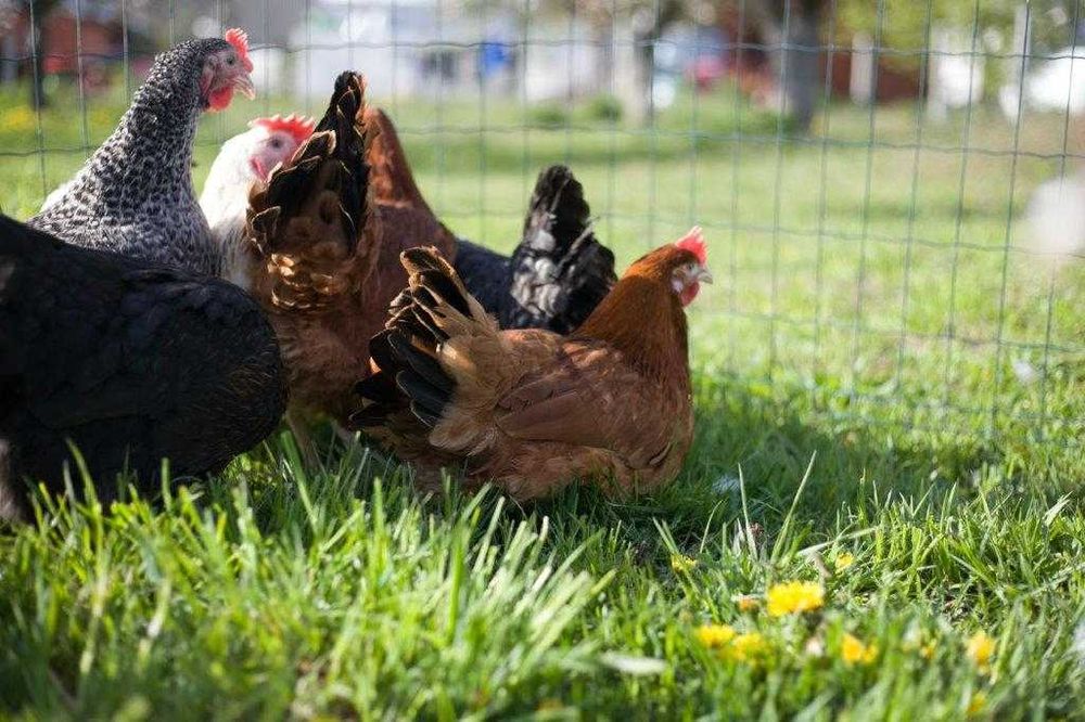 Kurki kokoszki nioski Rosa kolorowa na wybieg transport na miejsce