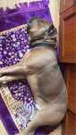 cane corso pies oddam