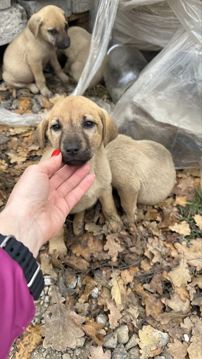 Вони не просять багато — лише дім і  любові