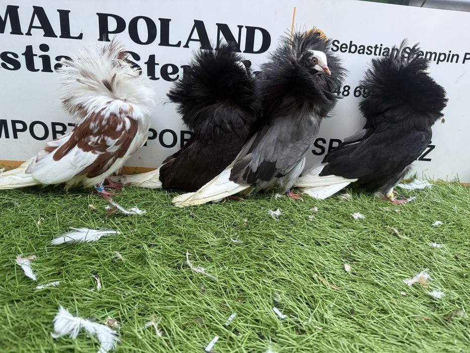 Gołębie. Perukarz. Perukarze. Możliwy transport