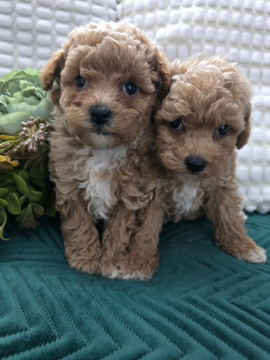 Bichpoo Poochon f1b  suczka pudel toy badania