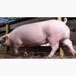 Продаємо свиней живою вагою від 180 кг м`ясної породи.