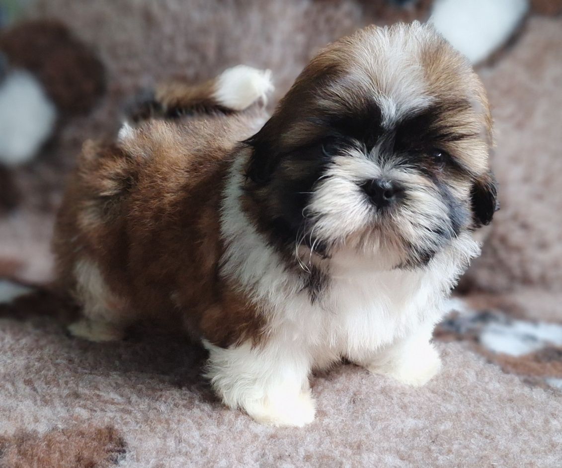 Cudowny maluszek Shih Tzu tri-color z rodowodem - zapraszamy