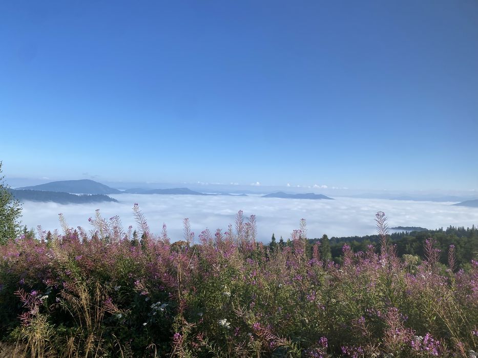 Иван Чай ферментированый.Ферментований гранульований іван чай З КАРПАТ