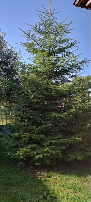 Продам ялинку!4-5 метрів