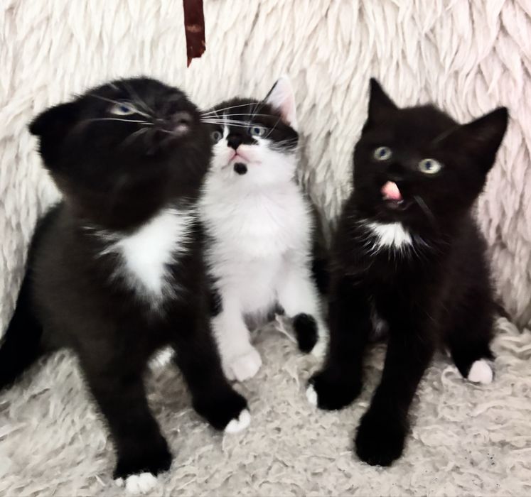 Любителям чорненьких кошеняток