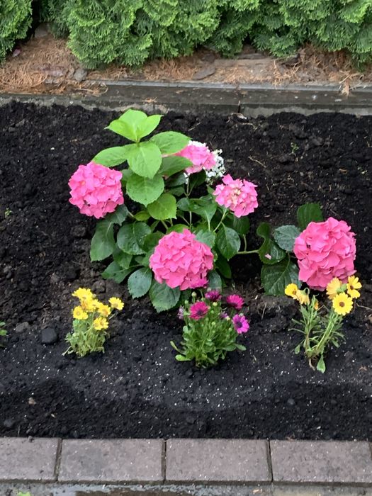 Стригу туї, обрізаю, висаджую квіти, кущі.