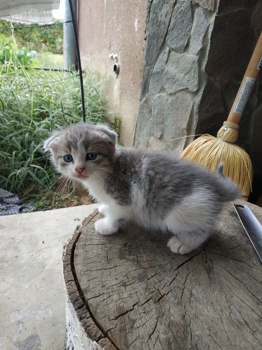 Кошенята висловухі
