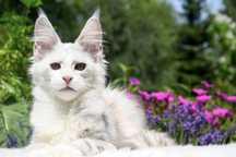 Wyjątkowa, w rzadkim umaszczeniu kotka maine coon, legalna hodowla FPL