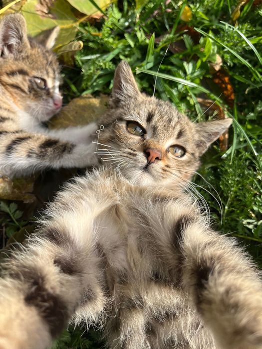 Oddam małe koty (kocury)