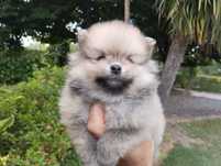 Spitz macho muito bonito