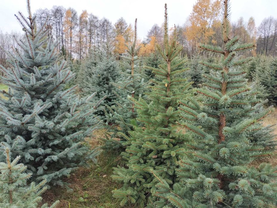choinki cięte prosto z plantacji - świerk srebrny od 180cm do 350cm