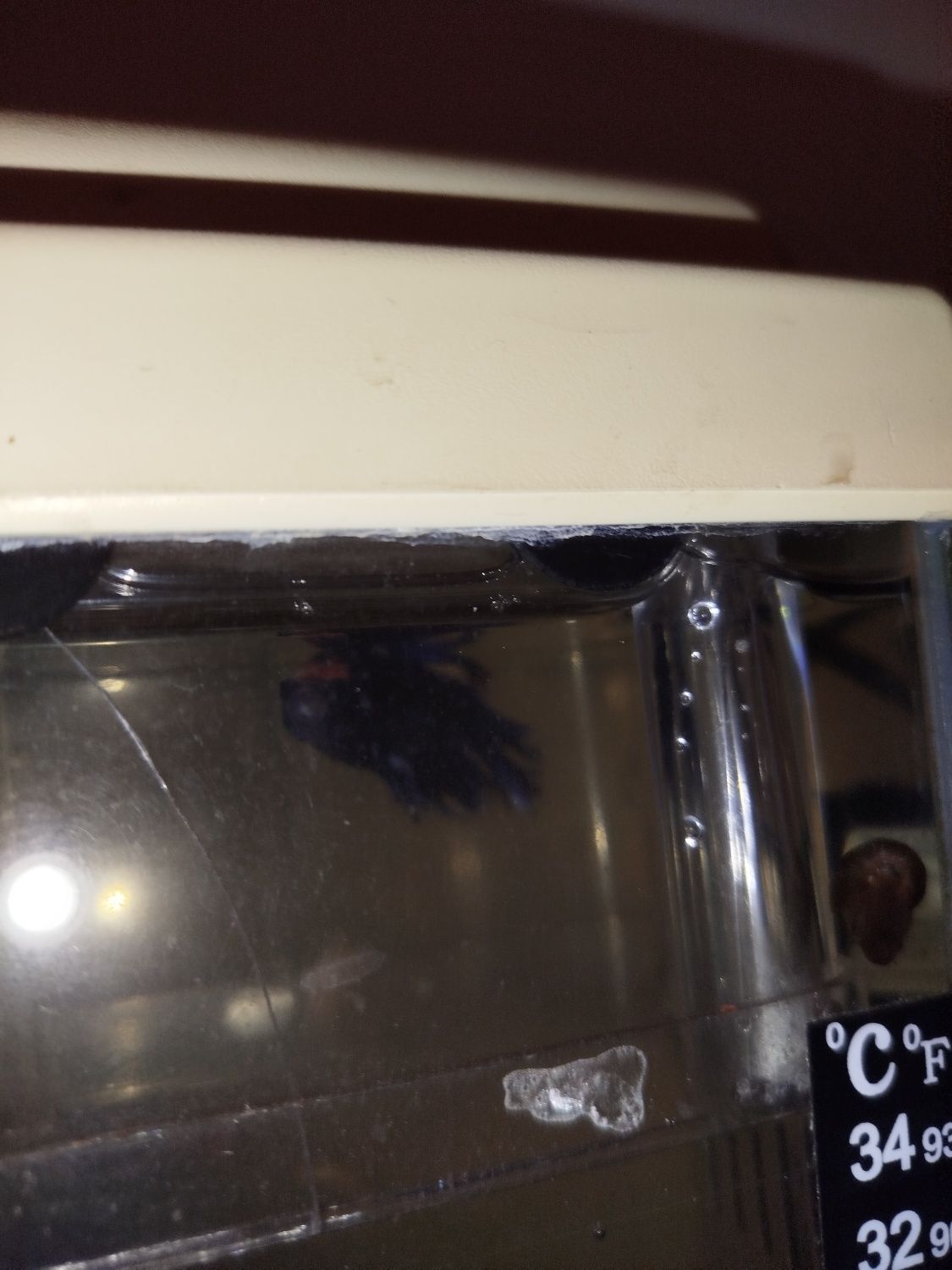 Vários bettas para venda criaçao própria