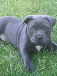 American Staffordshire Terier-piesek