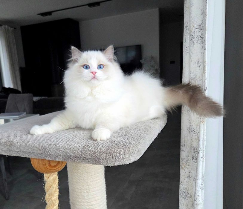 Ragdoll kocur z rodowodem FPL.