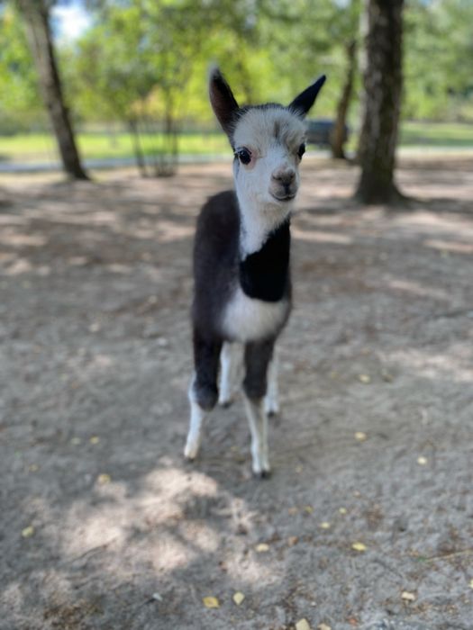 Samiec alpaki na sprzedaż