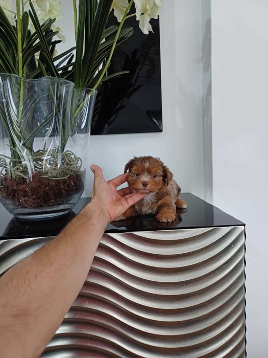 Yorkshire Terrier  Miniatura FEMEA CHOCO MERLE