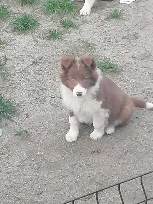 border collie szczeniak