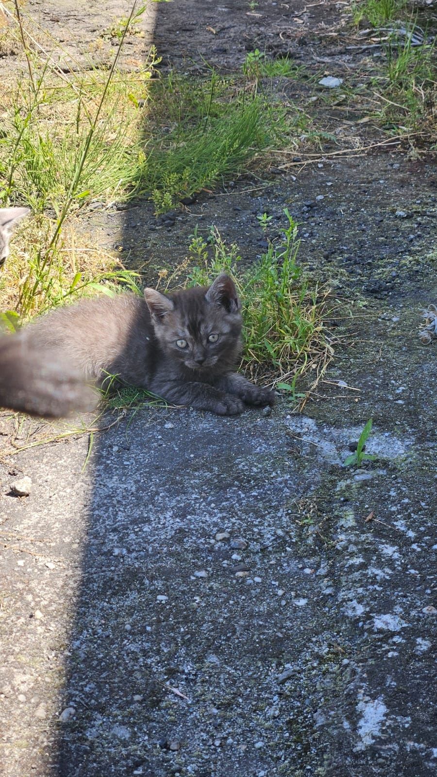 Oddam kotki w dobre ręce