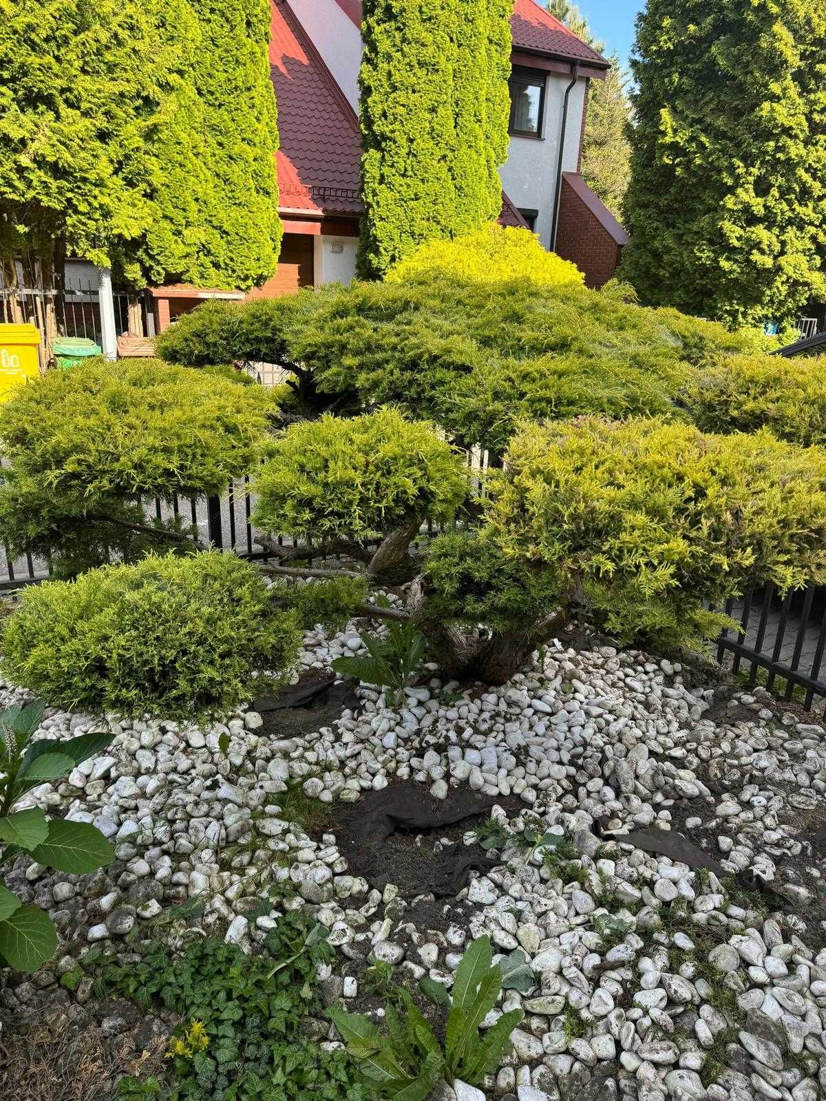 Krzak Jałowca w stylu bonsai, 170cm