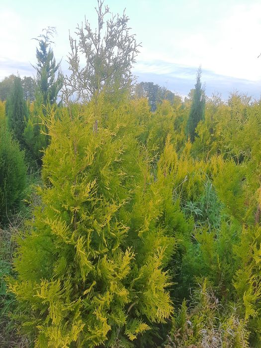 Tuja thuja Europa Gold,Gold globe, Columna