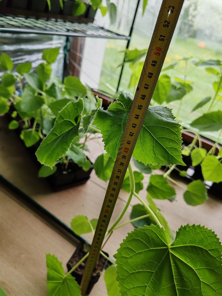 Paulownia oxygen.
