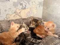 Котята мейн-кун.