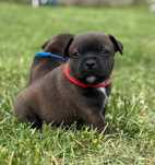 Staffordshire bull terrier FCI